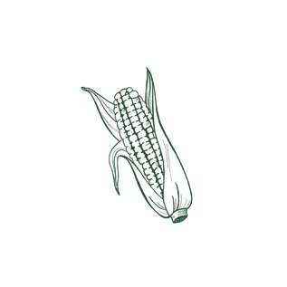 line drawing of corn in green