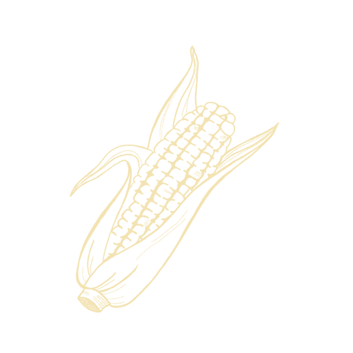 line drawing of an ear of corn in light yellow against a dark green background
